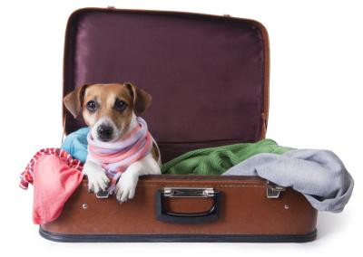Taking Care of Your Pets When Traveling for Business